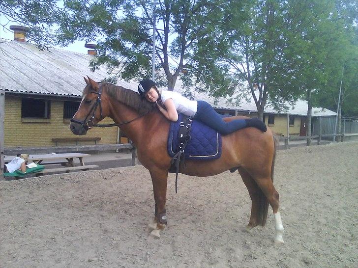 New Forest Stegstedgårds Top Marster billede 15