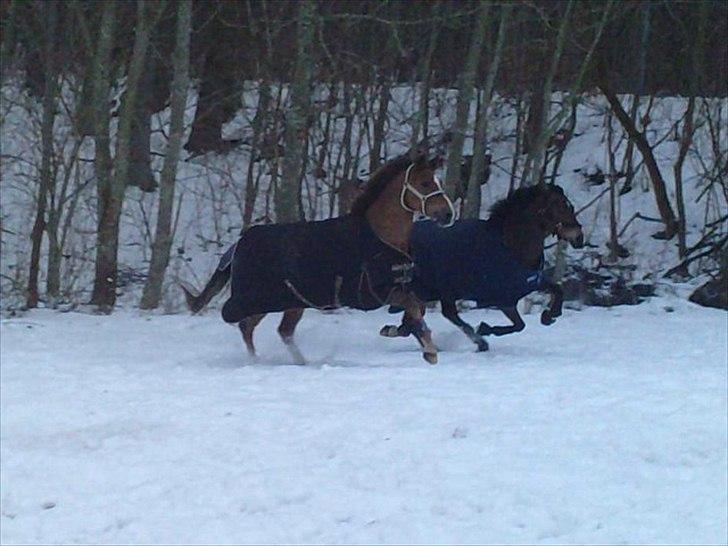 New Forest Stegstedgårds Top Marster billede 16