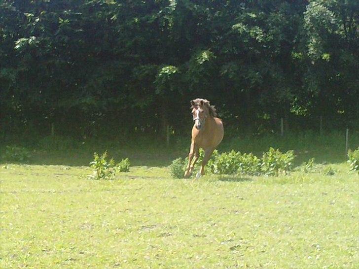 New Forest Stegstedgårds Top Marster billede 17