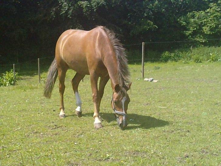 New Forest Stegstedgårds Top Marster billede 18