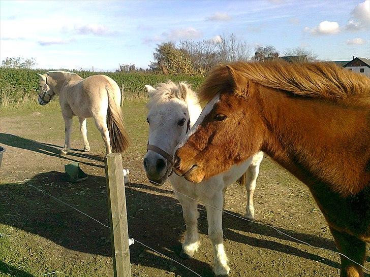 Anden særlig race Bounty - mine 3 prinser billede 10