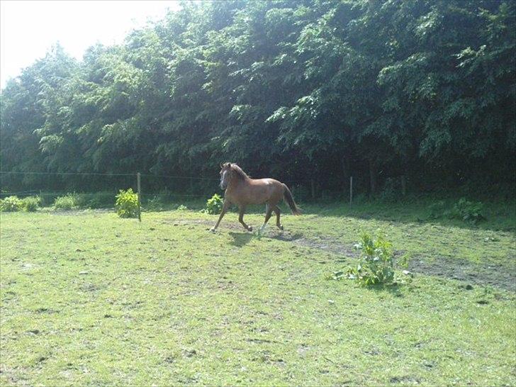 New Forest Stegstedgårds Top Marster billede 19