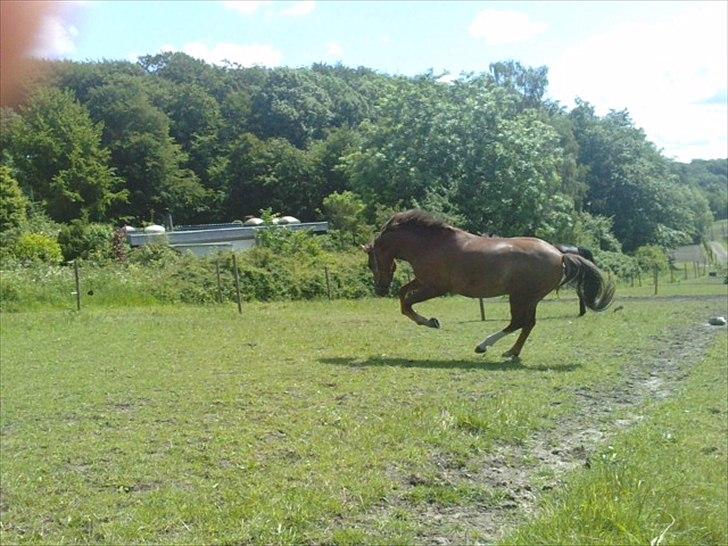 New Forest Stegstedgårds Top Marster billede 20