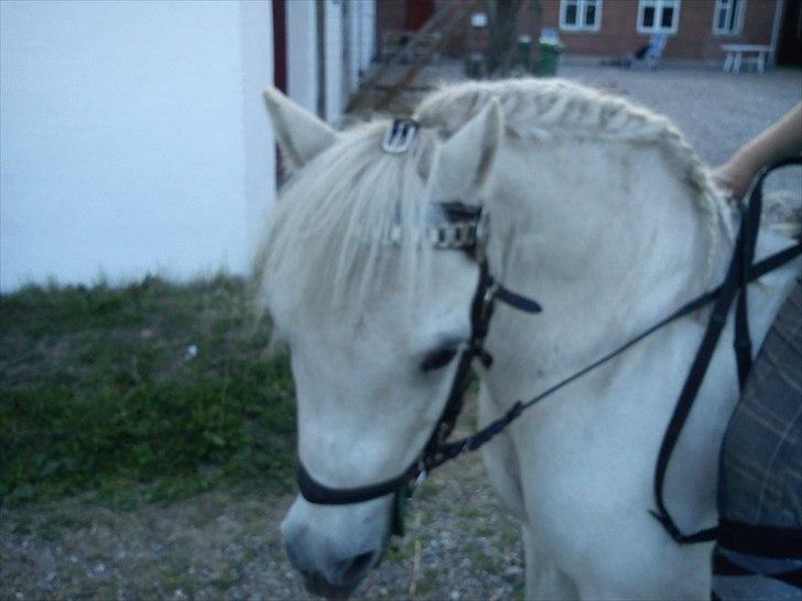 Anden særlig race Laban - har gjort ham fin flettet hans man og striglet og vasket ham billede 3