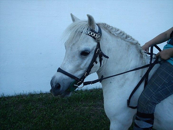 Anden særlig race Laban - fine dreng billede 4