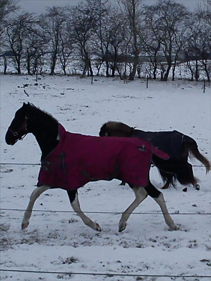 Barockpinto Uhrbandsmindes Nala - <3 billede 4