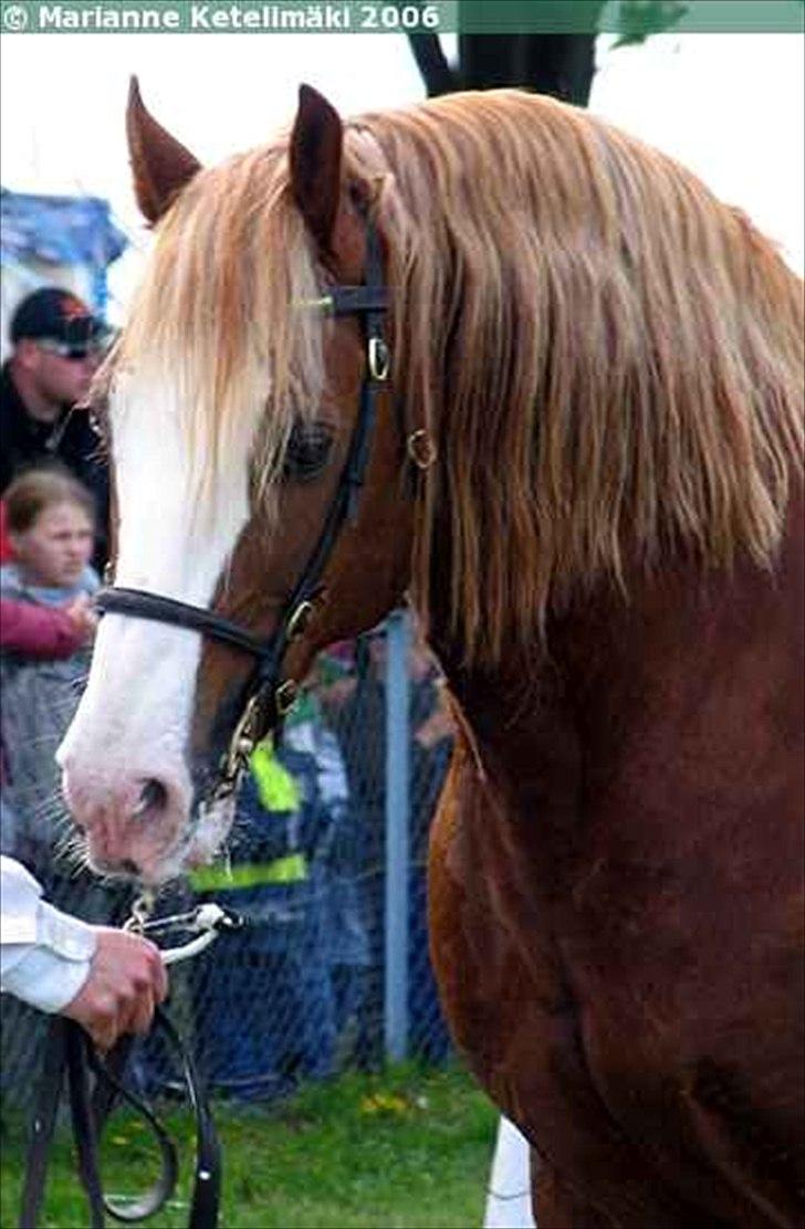 Welsh Cob (sec D) Kildegaards Columbus - Columbus Roskilde Dyrskue billede 12