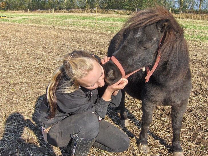 Shetlænder speedy - kysss :D elsker dig lille speedy tøz :D billede 16