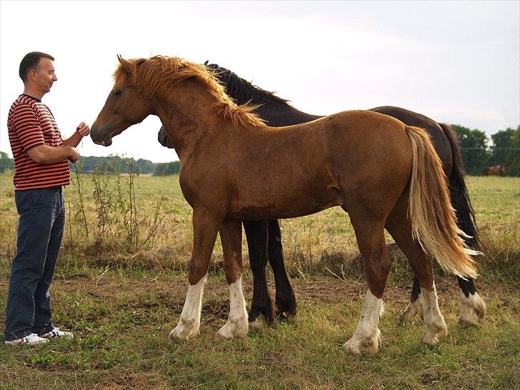 Welsh Cob (sec D) Taraco Fabio billede 14