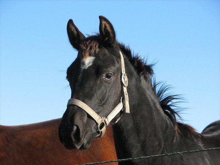Dansk Varmblod Pompeia billede 14