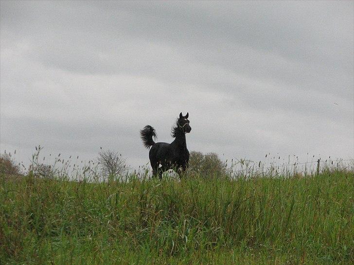 Dansk Varmblod Pompeia billede 15