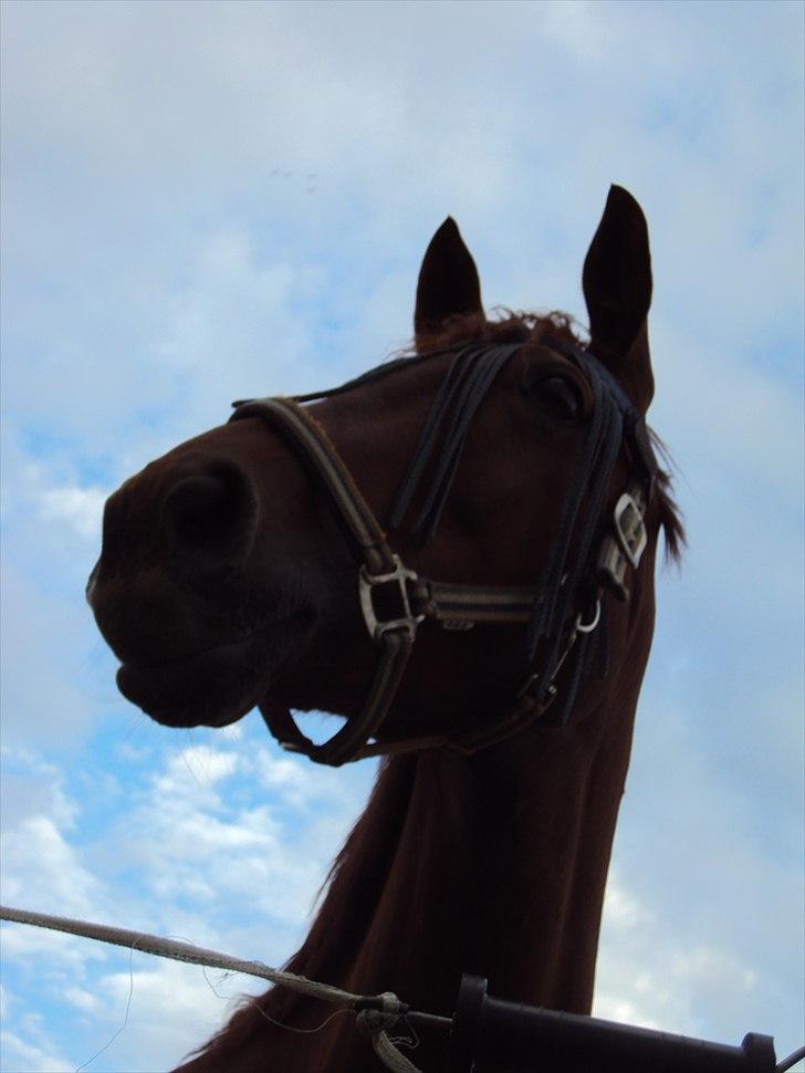 Dansk Varmblod Genua Lyngriis - 11) Foto: Helena billede 11