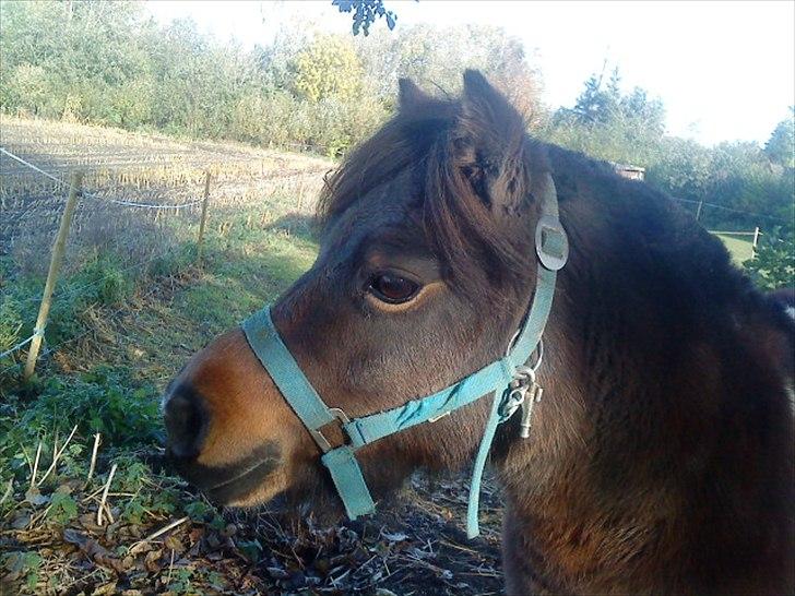 Shetlænder Max - 1/ Velkommen til Max´ profil. Kommenter. :D billede 1