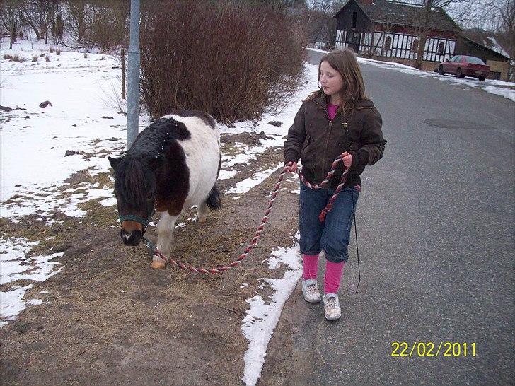 Shetlænder Max - 5/ Søs og Max :-). billede 5