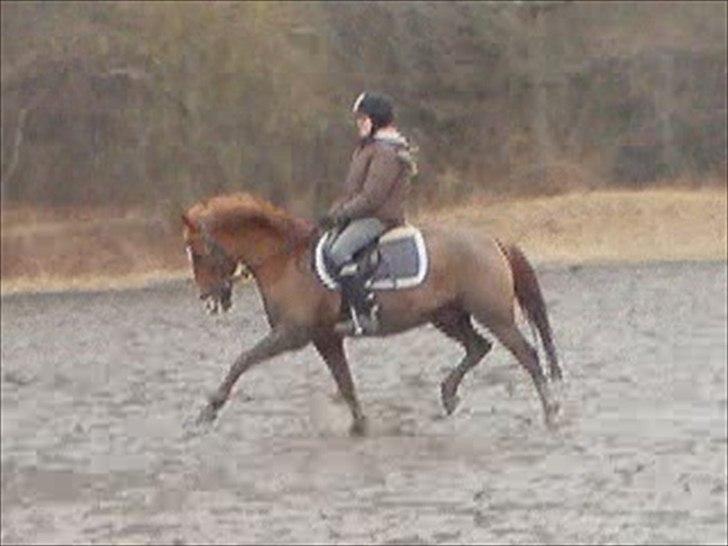 DSP Dalagergårds I-Do - dressur med tanja<3 undskyld billed kvaliteten men det er taget ud fra en video<33 billede 15