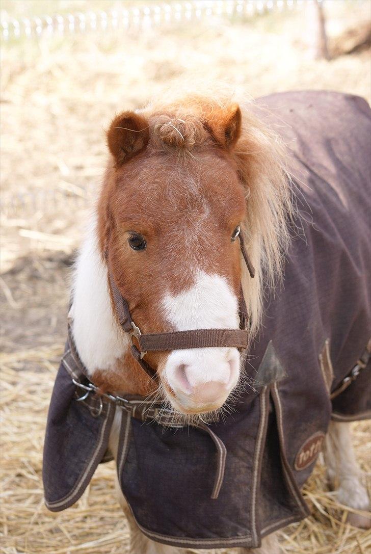 Shetlænder Buller - Buller inden vi tog til stævne d. 19-3-2011 :D billede 10