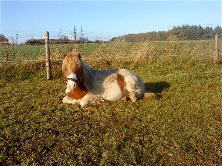 Shetlænder Buller billede 11