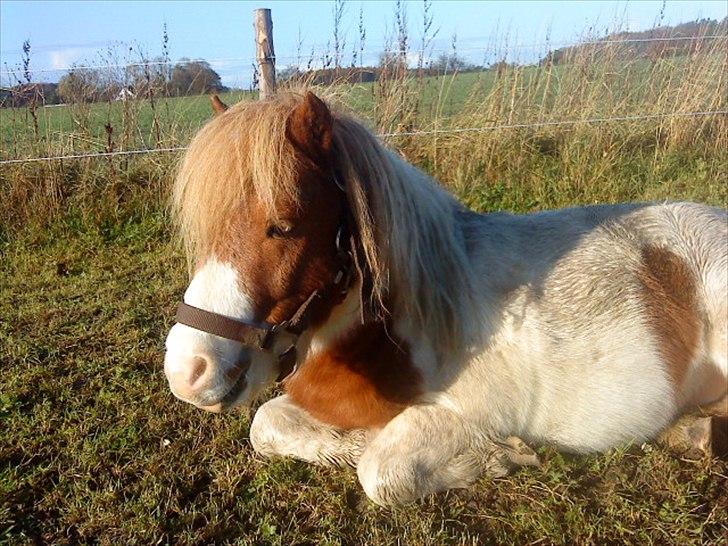 Shetlænder Buller billede 12