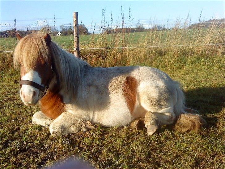 Shetlænder Buller billede 14