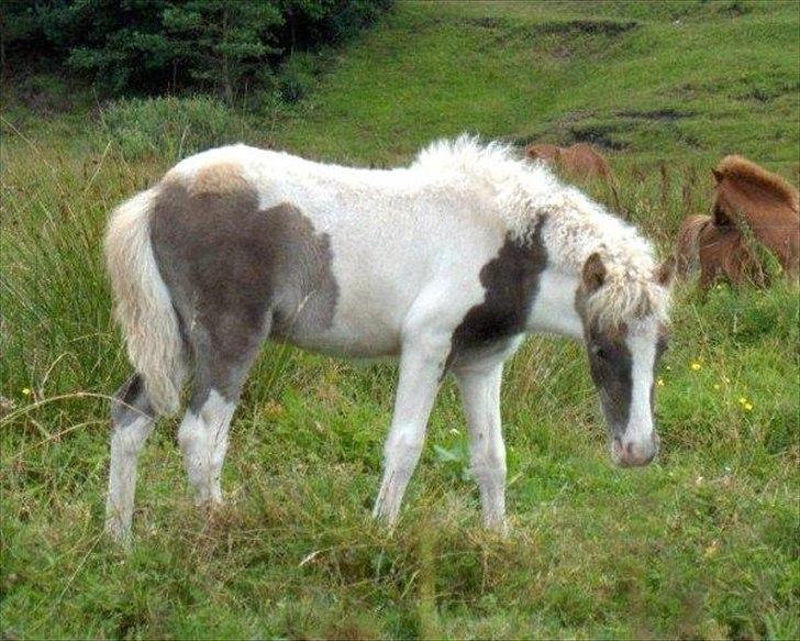Anden særlig race Björk - Billed inde fra joras - før vi købte hende (: Omskring ½ år gammel billede 1