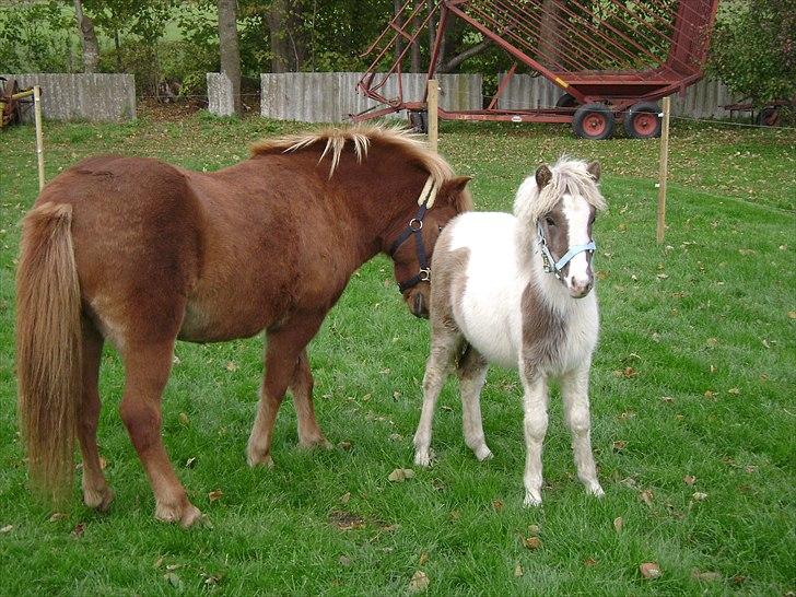 Anden særlig race Björk - Første møde med Týra efter en lang køretur! (: billede 2