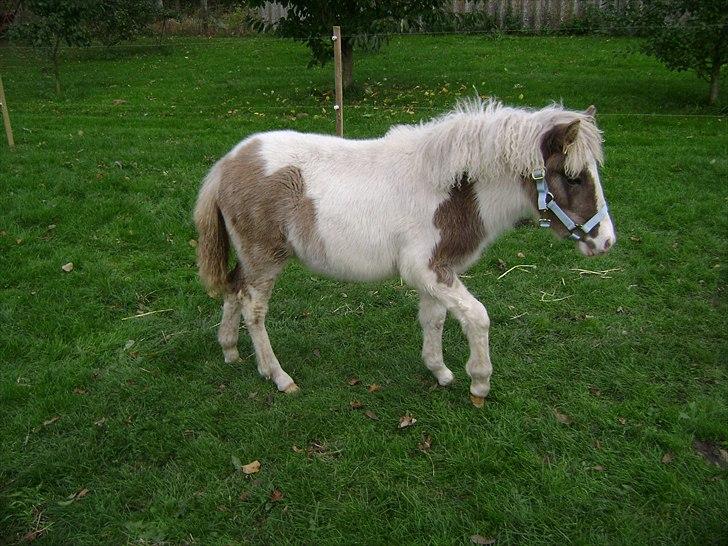 Anden særlig race Björk billede 3