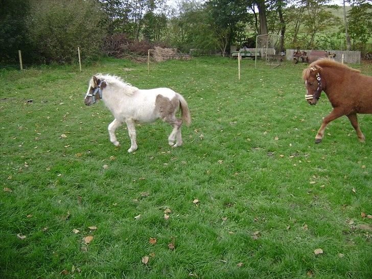 Anden særlig race Björk billede 4