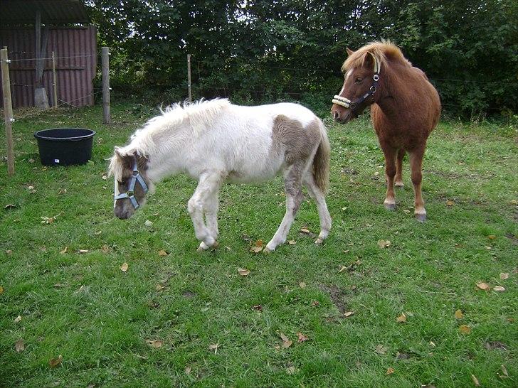 Anden særlig race Björk billede 5