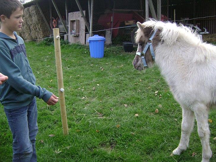 Anden særlig race Björk - Casper og Björk :D billede 6