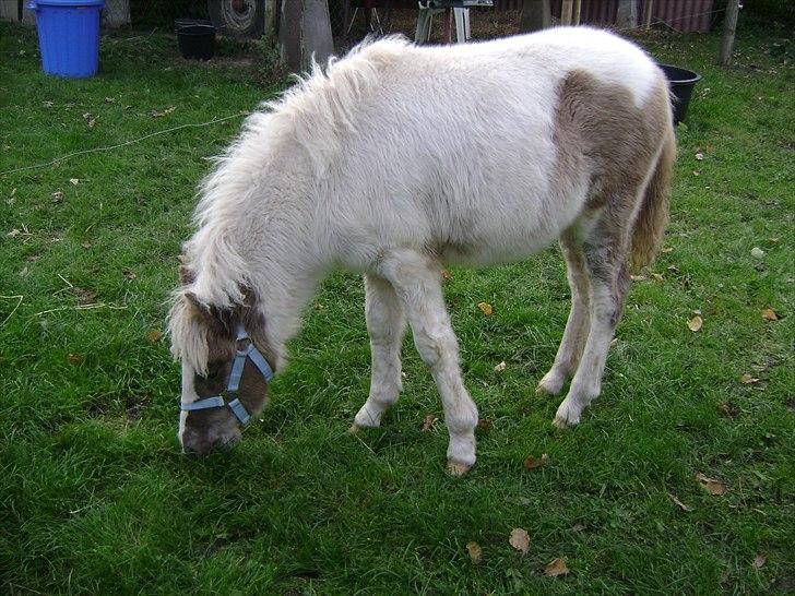 Anden særlig race Björk billede 7