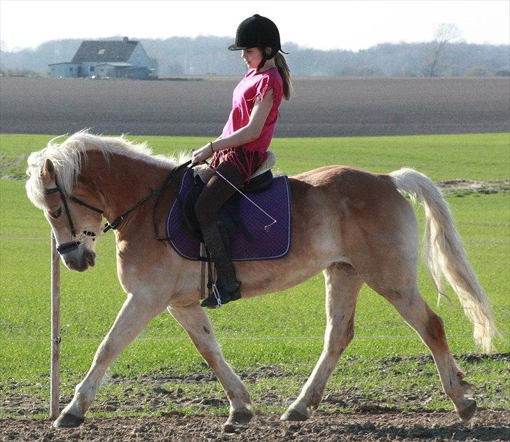 Haflinger Yasmin *min engel* Solgt :(  - Min engel for evigt, min livreder, mit ilt, min sol! <3 kort sagt: jeg dør uden dig som liv reder, jeg dør uden dig som ilt og jeg dør uden sol! så bliv ved med at være her skatter! <3 my soulmate 4-ever! <3 billede 1