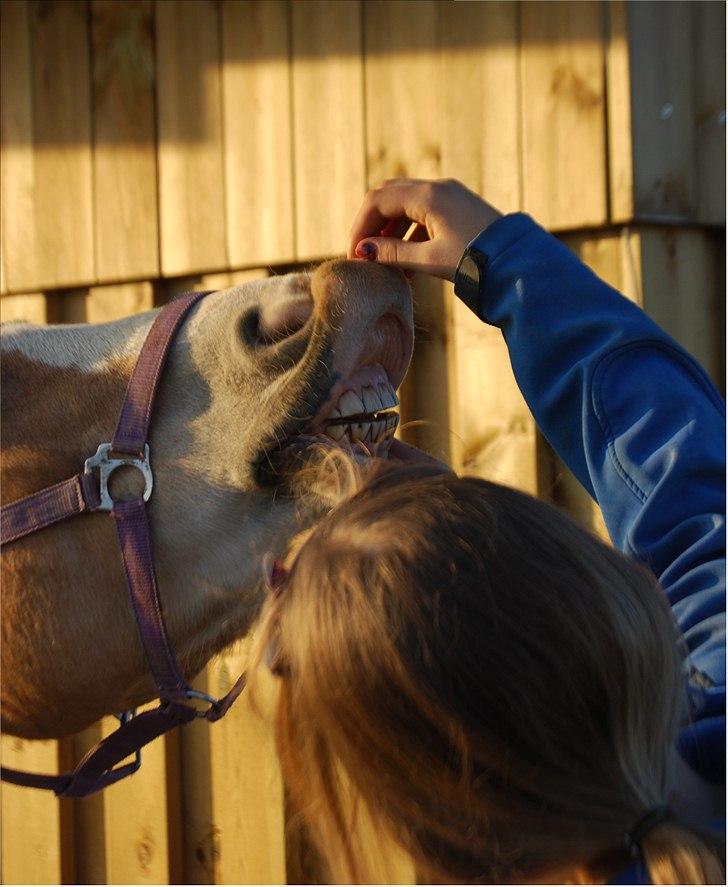 Haflinger Yasmin *min engel* Solgt :(  - Min lille fjolle gøj! billede 2