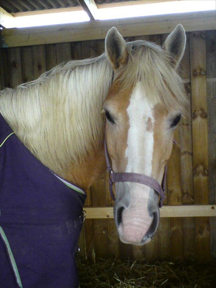 Haflinger Yasmin *min engel* Solgt :(  - Heeeeeeeeeeiij! billede 3