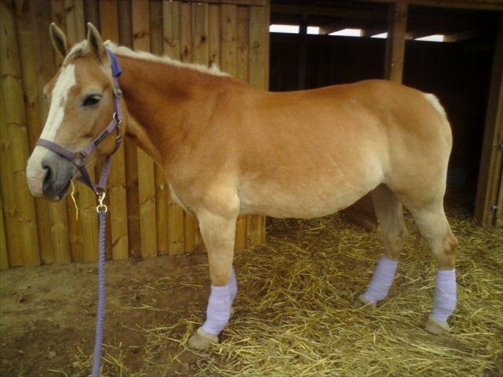 Haflinger Yasmin *min engel* Solgt :(  - første gang du  har dine lillae bandager på :D billede 4
