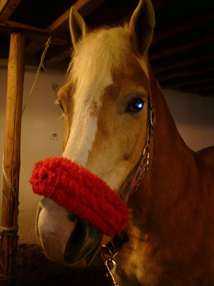 Haflinger Yasmin *min engel* Solgt :(  - Dig da du stod hos Emma fra min klasse :D billede 5