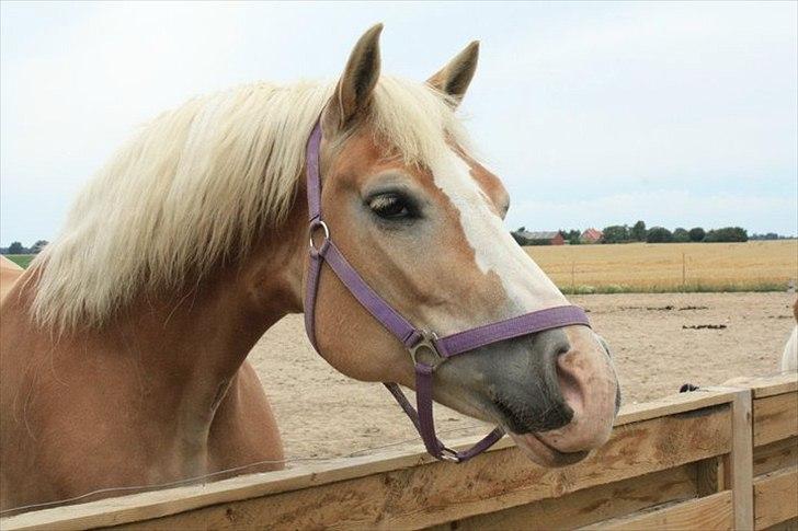 Haflinger Yasmin *min engel* Solgt :(  - Smukke! billede 6