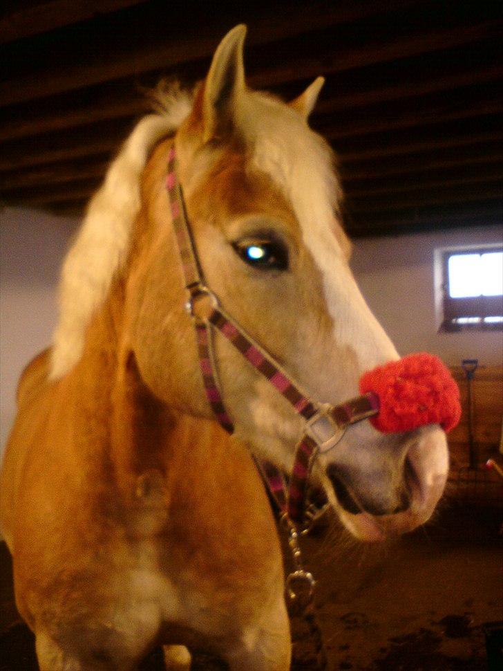Haflinger Yasmin *min engel* Solgt :(  - Dig da du stod hos Emma fra min klasse :D billede 7