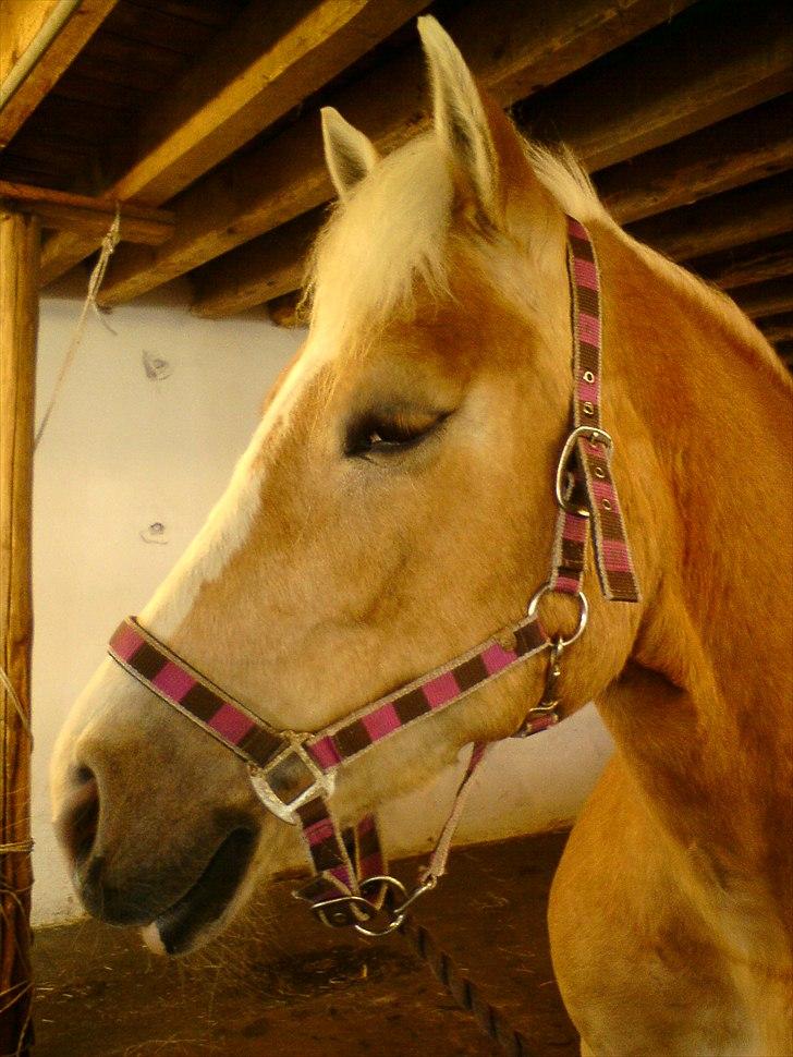 Haflinger Yasmin *min engel* Solgt :(  - Dig da du stod hos Emma fra min klasse :D billede 8