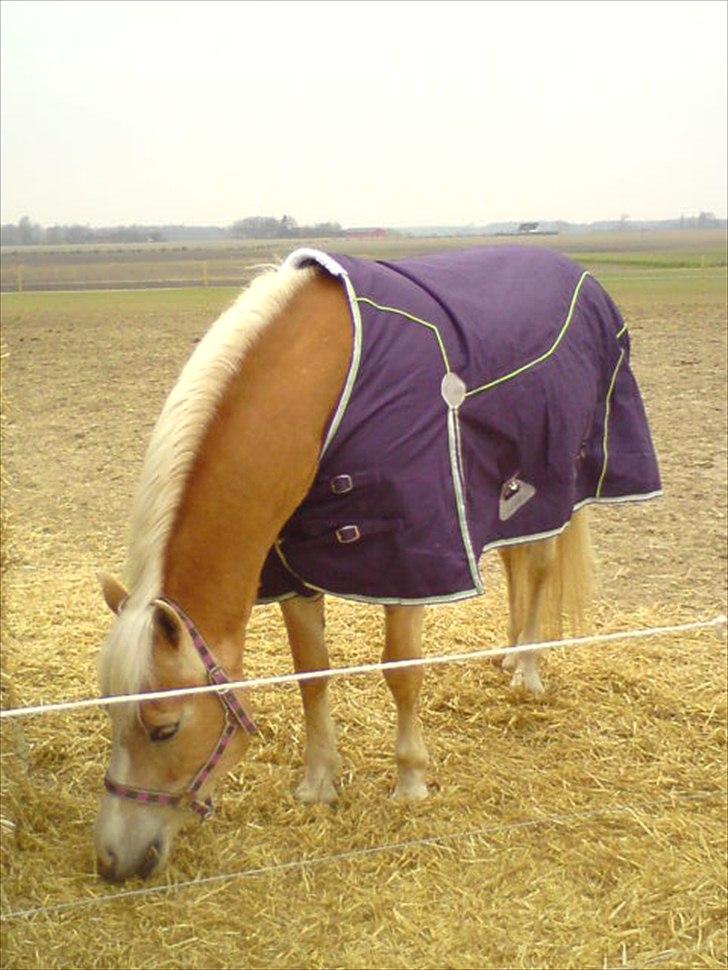 Haflinger Yasmin *min engel* Solgt :(  - Da du lige var kommet hjem :D billede 9