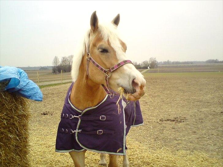 Haflinger Yasmin *min engel* Solgt :(  - Da du lige var kommet hjem :D billede 10