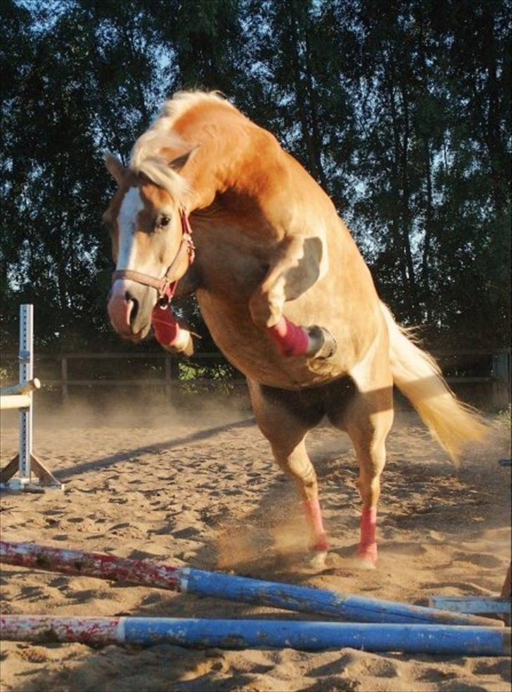 Haflinger Yasmin *min engel* Solgt :(  - Smukke dig til løs springs opvisning hos tidl. ejer :D <33 elsker dig puttéh :D <33 billede 11