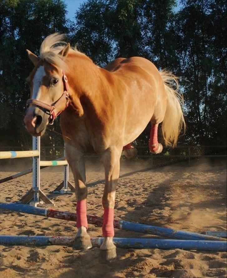 Haflinger Yasmin *min engel* Solgt :(  - Smukke dig til løs springs opvisning hos tidl. ejer :D <33 elsker dig puttéh :D <33 billede 12