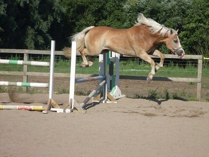 Haflinger Yasmin *min engel* Solgt :(  - Kan i ikke give mig og mine venner ret i at hun ligner en flyvene flodhest?..! billede 13