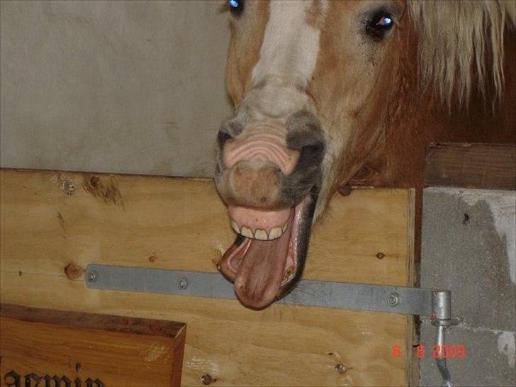 Haflinger Yasmin *min engel* Solgt :(  - Fjolle! billede 14