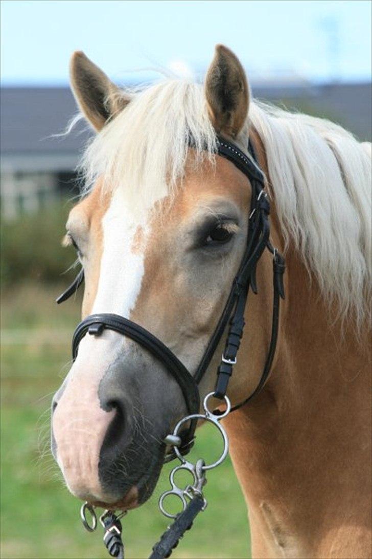 Haflinger Yasmin *min engel* Solgt :(  - Da en sød fotograf tog sig tid til at tage smukke billeder af dig :D billede 15