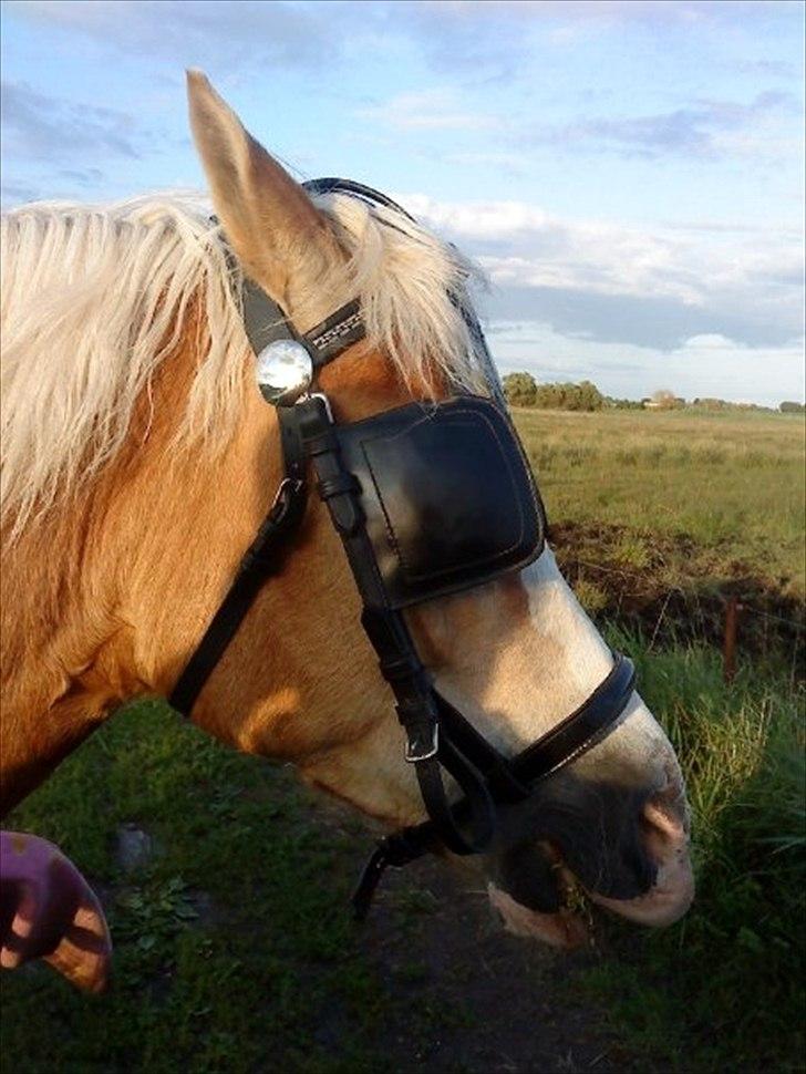 Haflinger Yasmin *min engel* Solgt :(  - ude og træne kørsel :D billede 16
