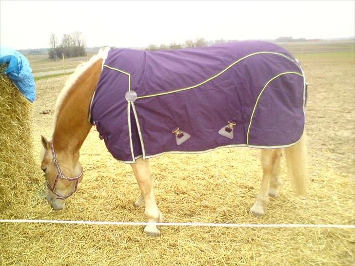 Haflinger Yasmin *min engel* Solgt :(  - Da du lige var kommet hjem :D billede 17