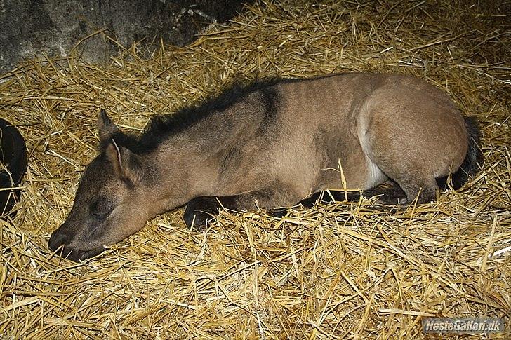 Welsh Pony af Cob-type (sec C) mitho's calista - foto af mitho´s heste.
 billede 1