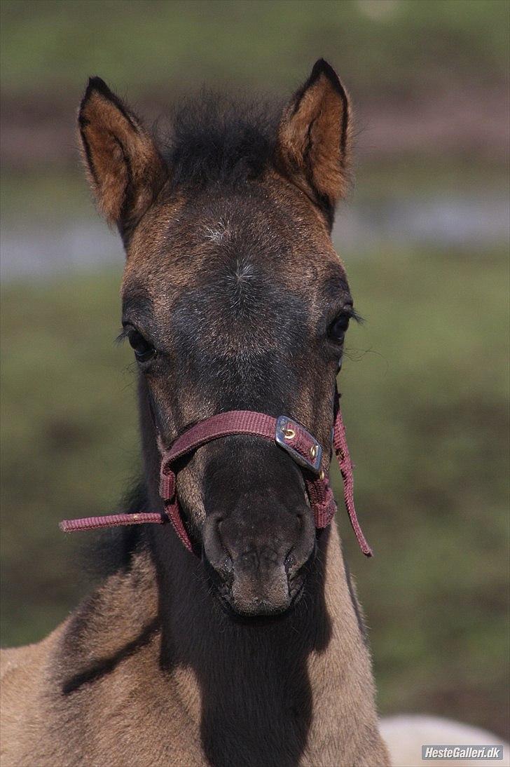 Welsh Pony af Cob-type (sec C) mitho's calista - foto af mitho´s heste.
 billede 3