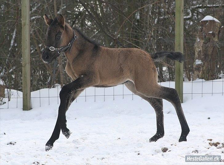 Welsh Pony af Cob-type (sec C) mitho's calista - foto af mitho´s heste.

SNE <3 billede 4